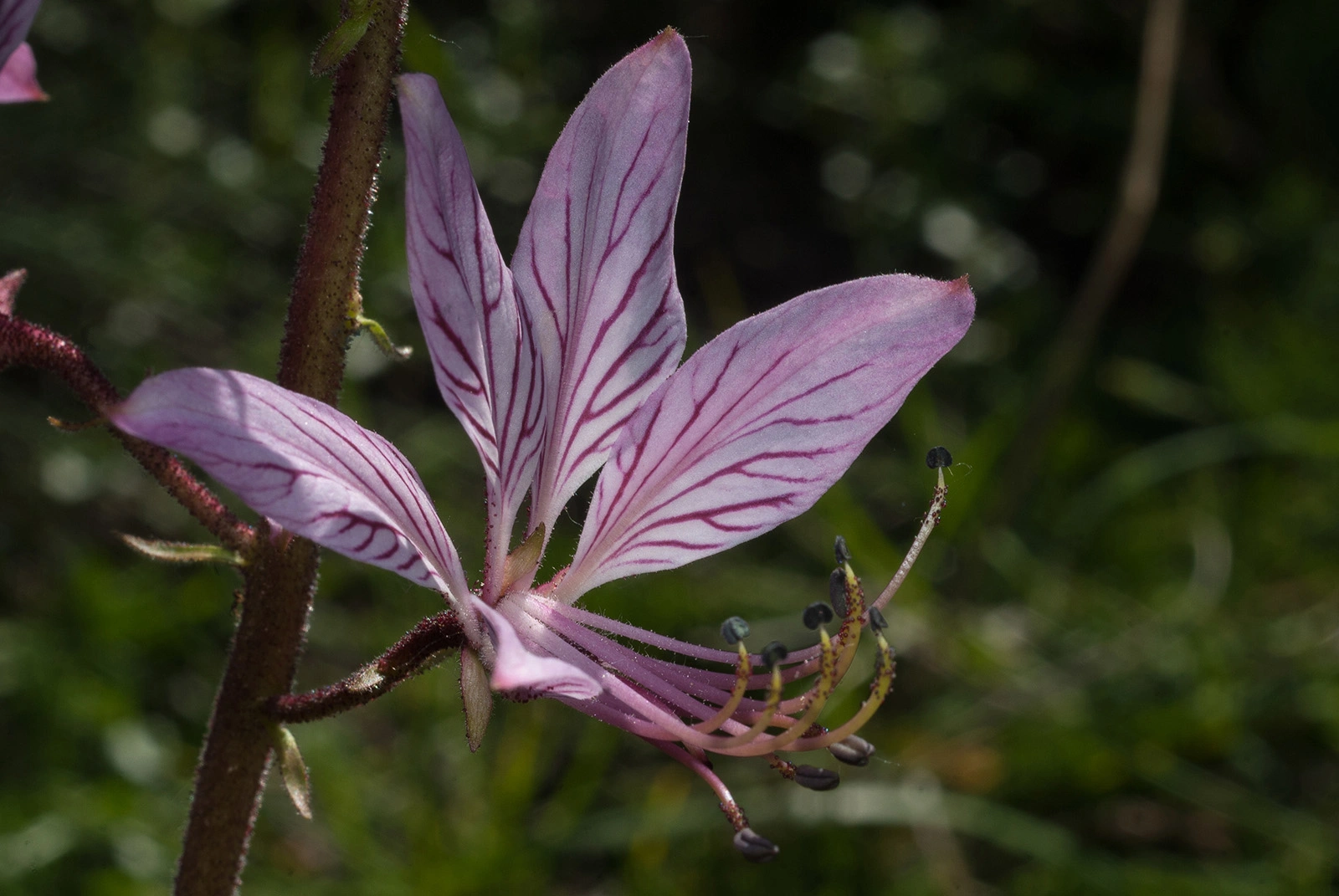 Photo Maurizio Broglio - Dictamnus albus